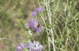 Rhodanthidium septemdentatum (Latreille 1809) resmi