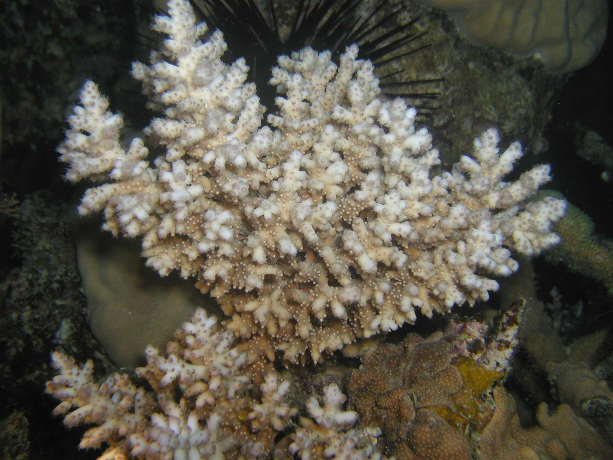 Image of Thick corymbose bush coral