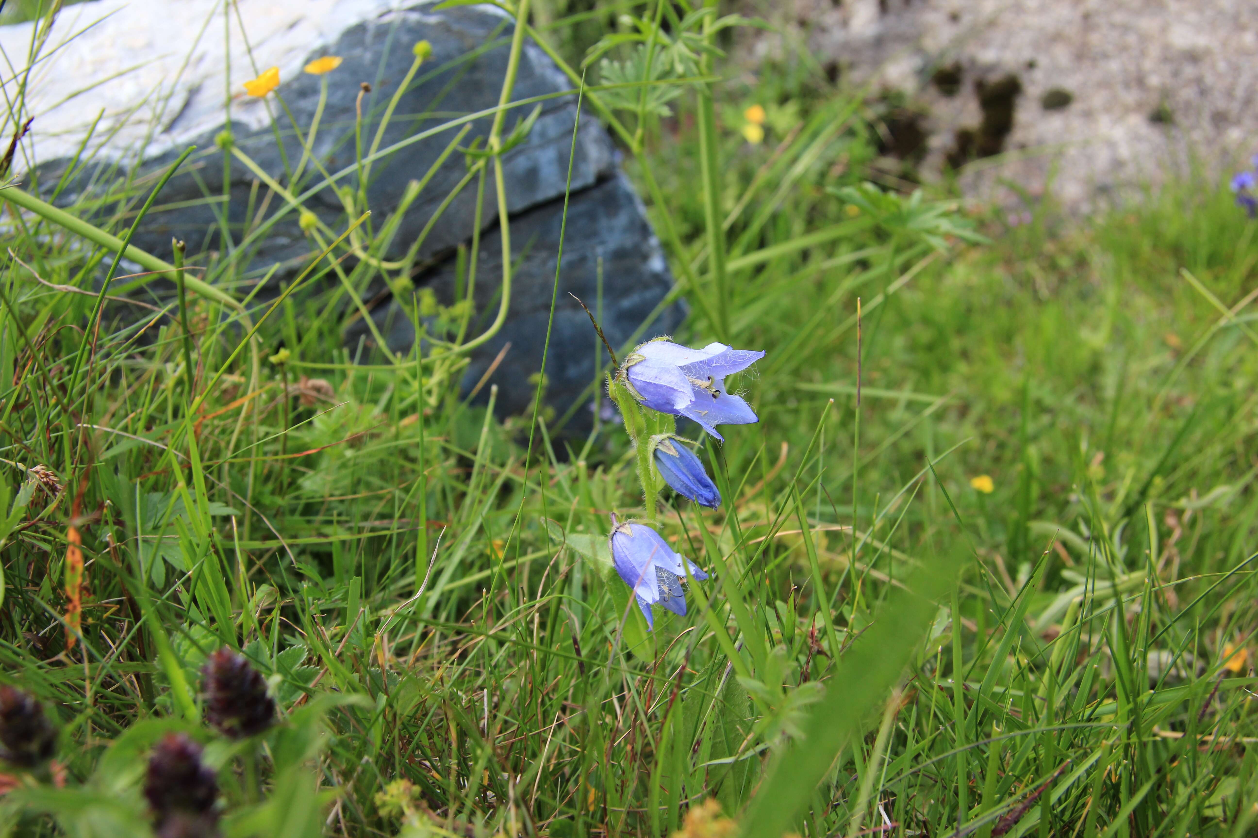 Image of Bearded Bellflower