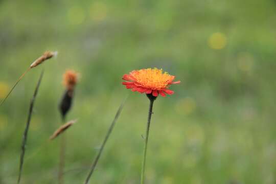 Imagem de Pilosella aurantiaca (L.) Sch. Bip., F. W. Schultz & Sch. Bip.