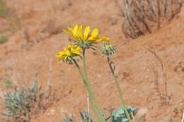 Image of nakedstem sunray