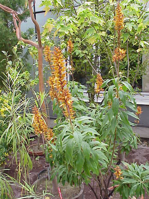 Imagem de Digitalis canariensis L.