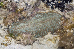 Image of Slipper coral