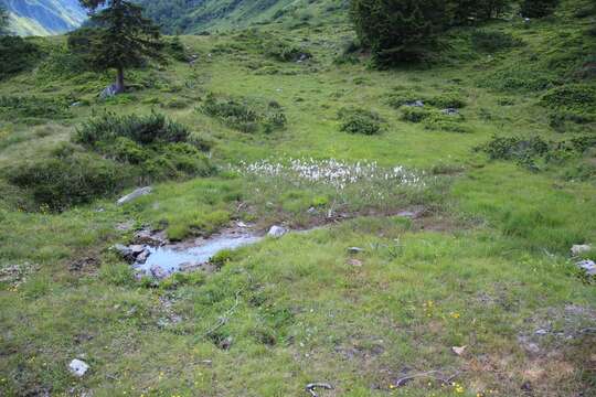 Plancia ëd Eriophorum scheuchzeri Hoppe