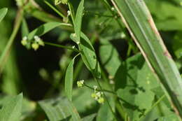 Image of grassleaf spurge