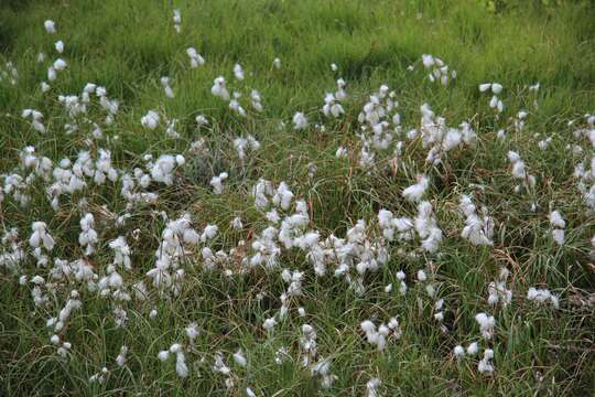 Plancia ëd Eriophorum scheuchzeri Hoppe