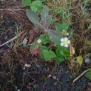 Image of woodland strawberry