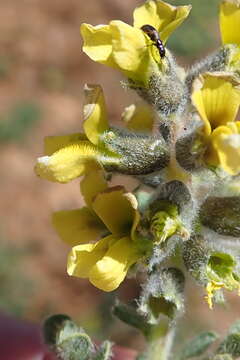 Plancia ëd Lotononis hirsuta (Thunb.) D. Dietr.