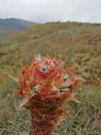 Puya cajasensis Manzan. & W. Till的圖片