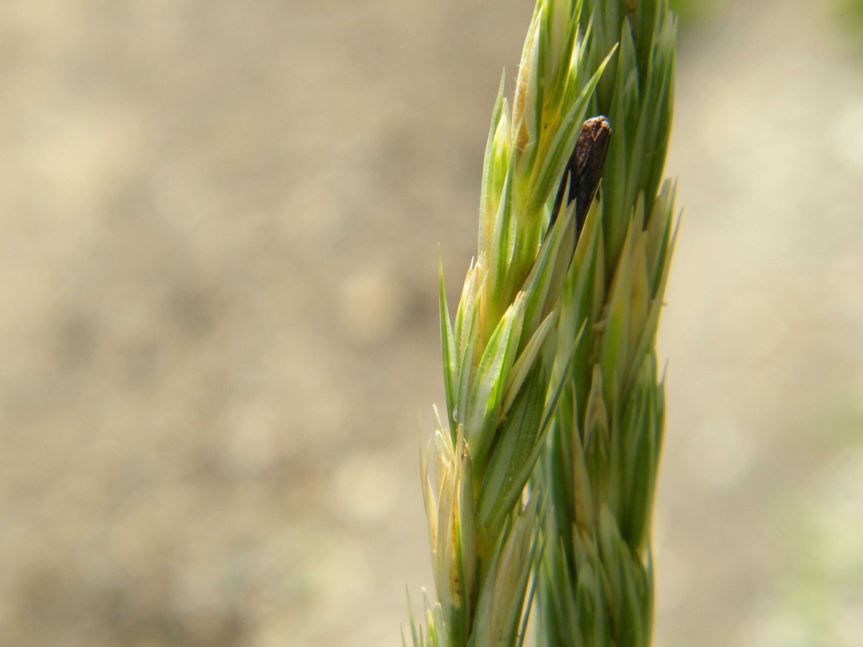 Image of Ergot