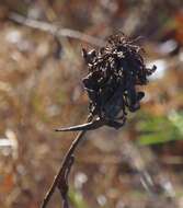 Image of Goldenrod Bunch Gall