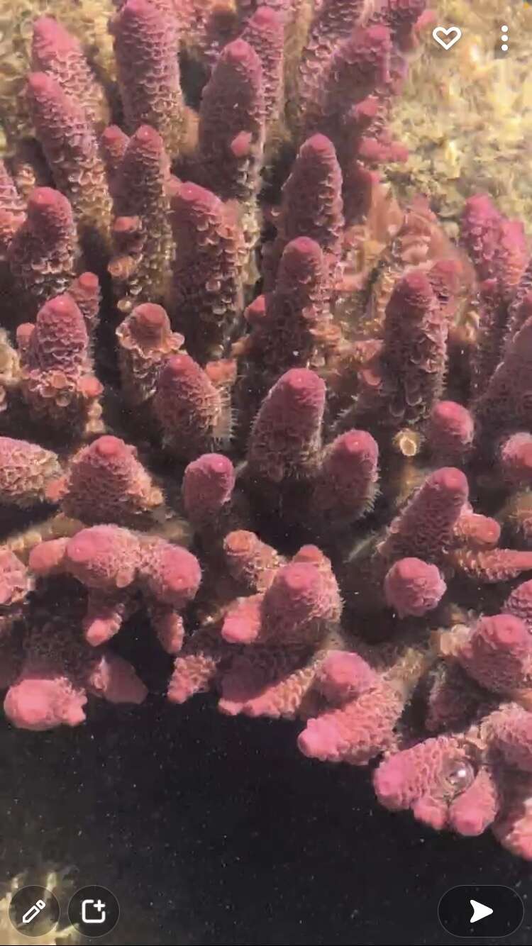 Imagem de Acropora spathulata (Brook 1891)