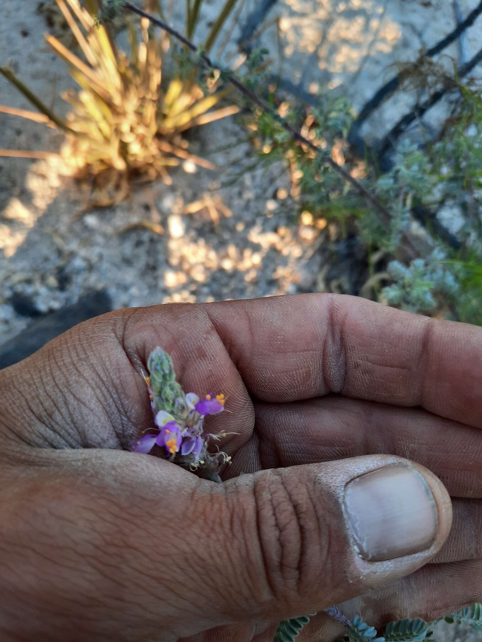 Plancia ëd Dalea bicolor var. orcuttiana Barneby