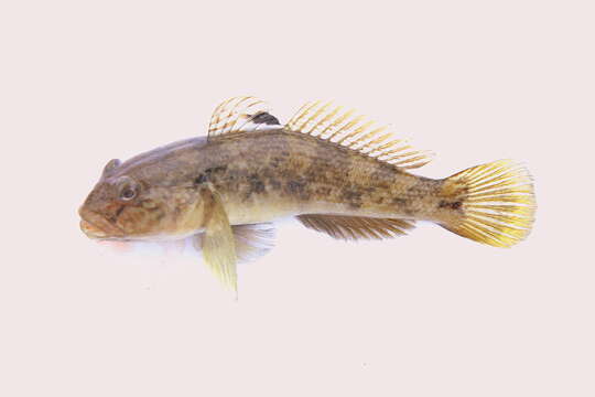 Image of Neogobius