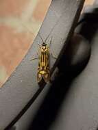 Image of Zebra Caddisfly