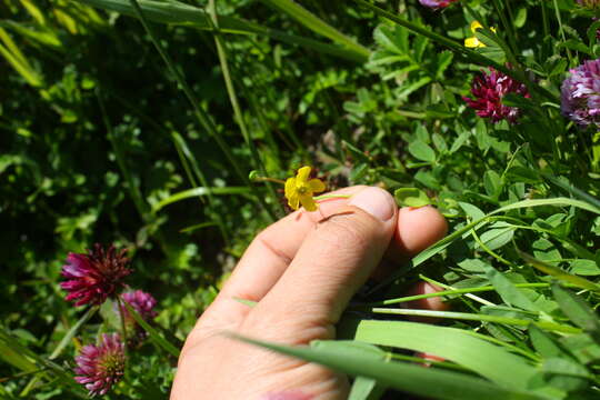 Image of Lesser Spearwort