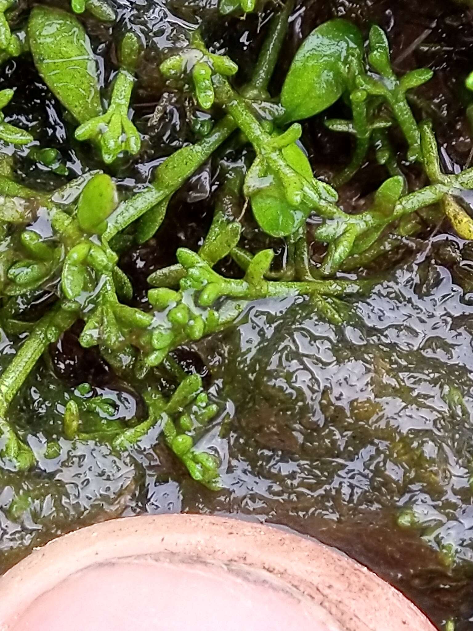 Image of Crassula ruamahanga A. P. Druce