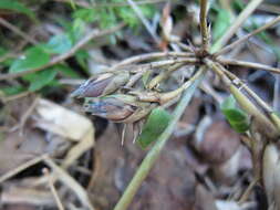 Image of Hickelia madagascariensis A. Camus