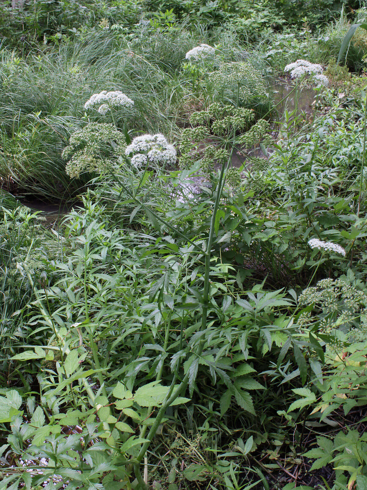 Image of European Waterhemlock