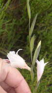 Plancia ëd Gladiolus nigromontanus Goldblatt