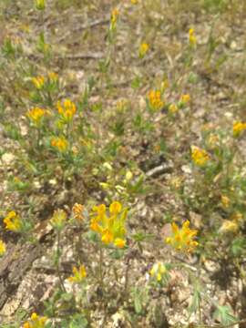 Plancia ëd Anthyllis lotoides L.