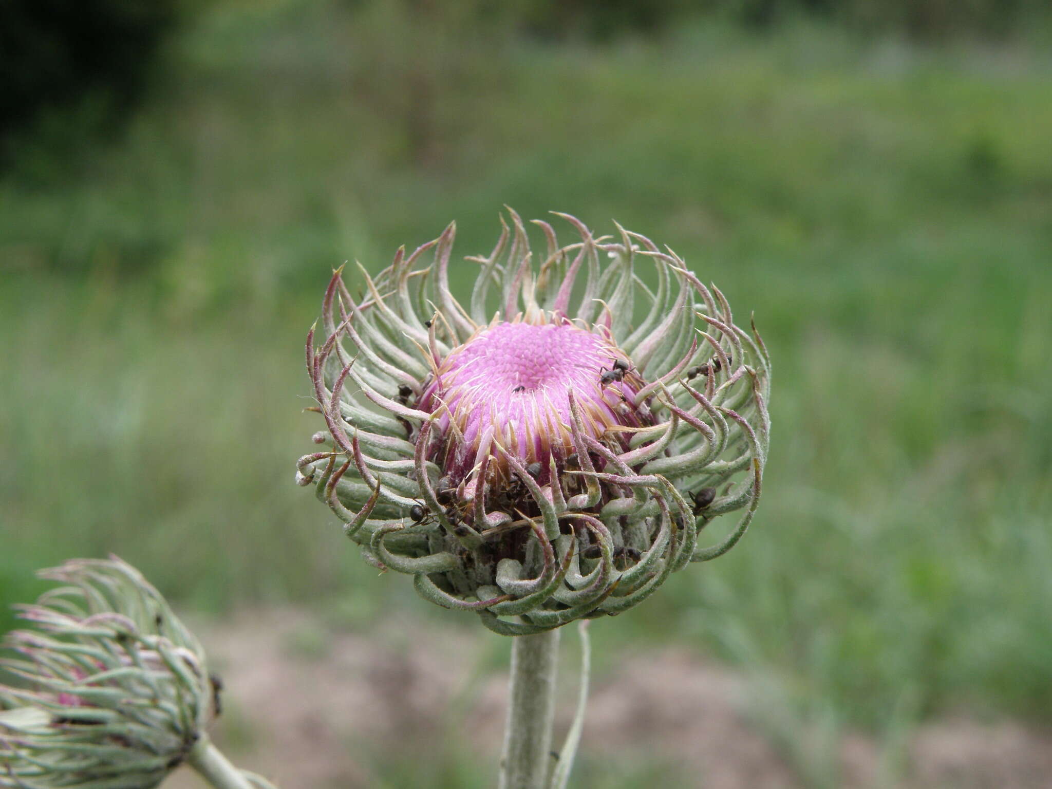 Image of Jurinea cyanoides (L.) Rchb.