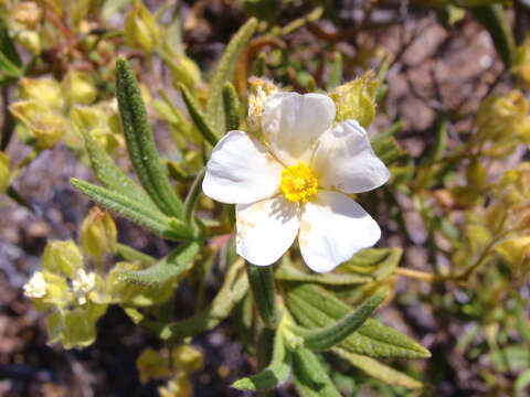 Image of Montpelier cistus