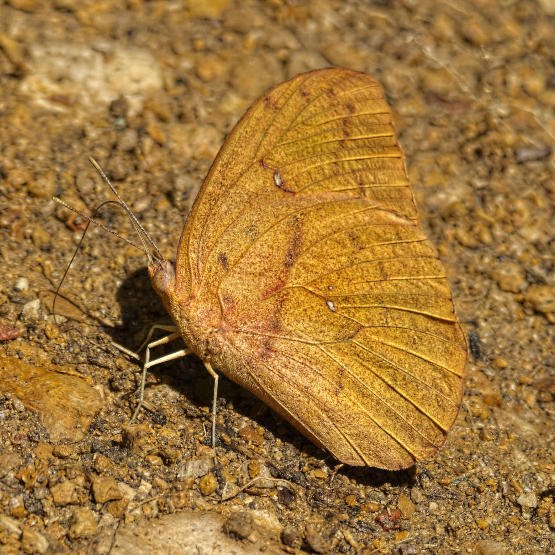 Image of Phoebis avellaneda (Herrich-Schäffer 1865)