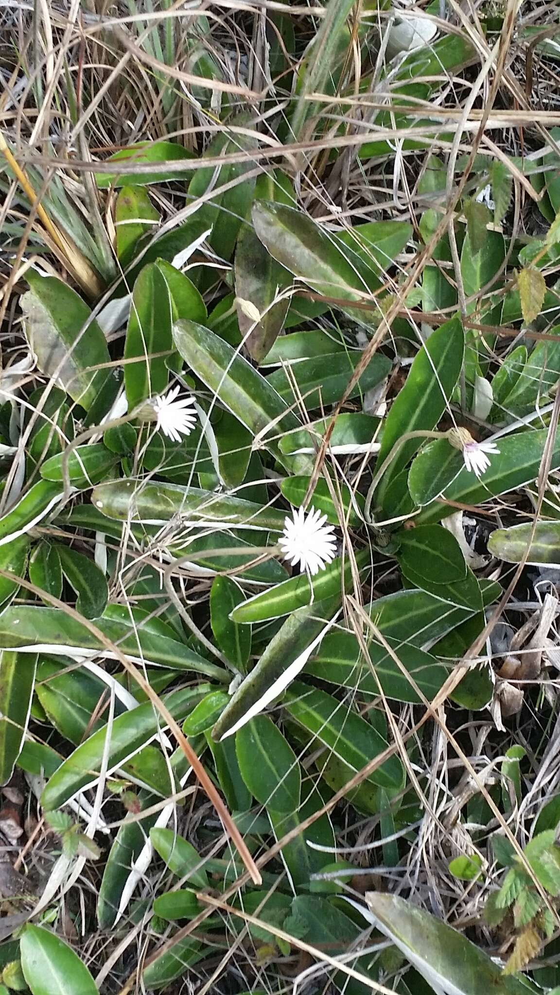 Chaptalia tomentosa Vent.的圖片