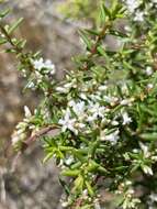 Image of Leucopogon ericoides (Sm.) R. Br.