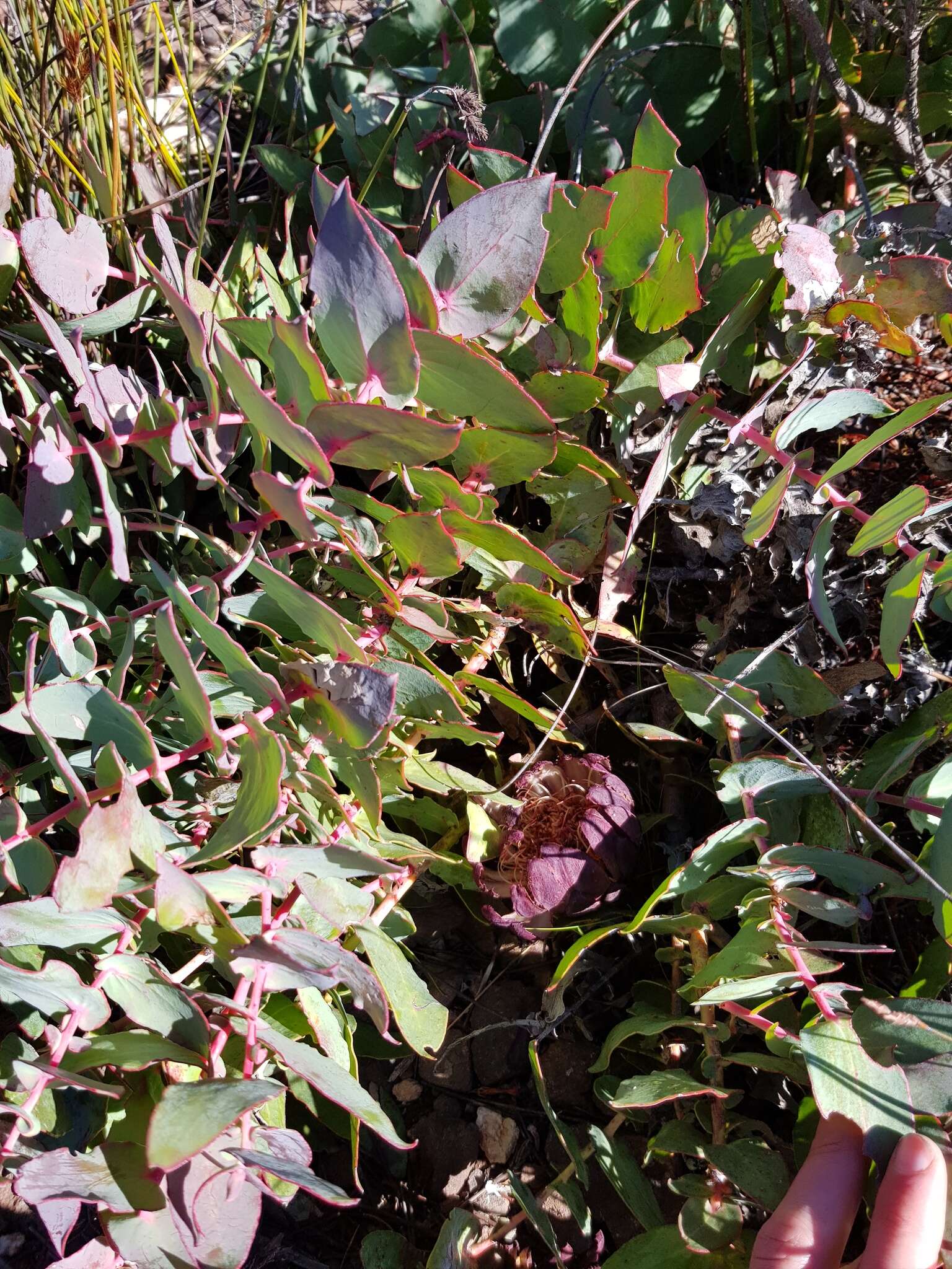 Image de Protea amplexicaulis (Salisb.) R. Br.