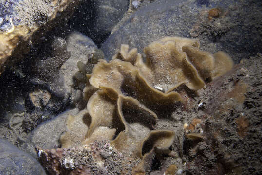 Image of potato crisp bryozoan