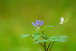 Image of fringed spiderflower