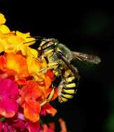 Image of Florentine Wool-carder Bee