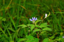 Image of fringed spiderflower