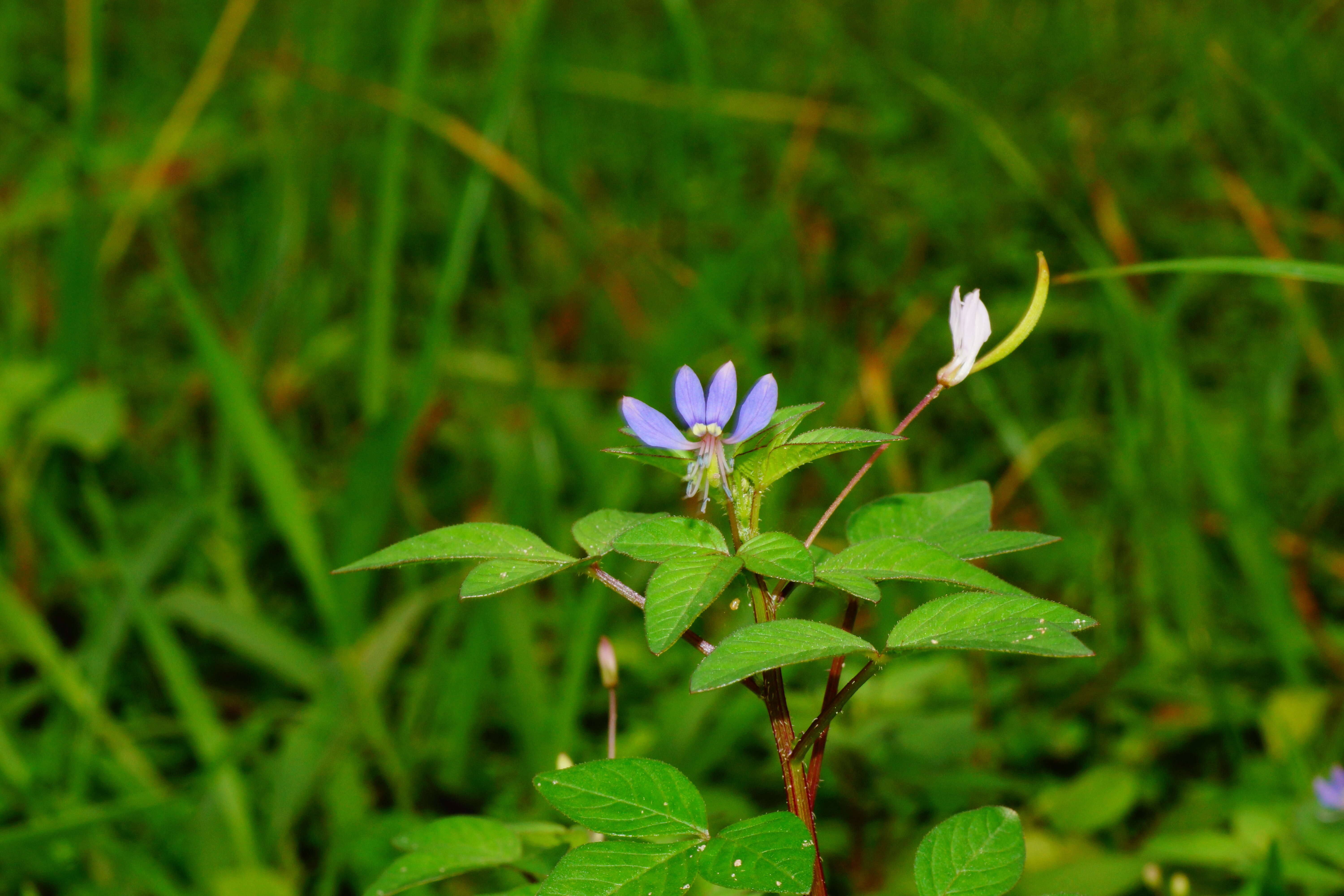 Image of fringed spiderflower