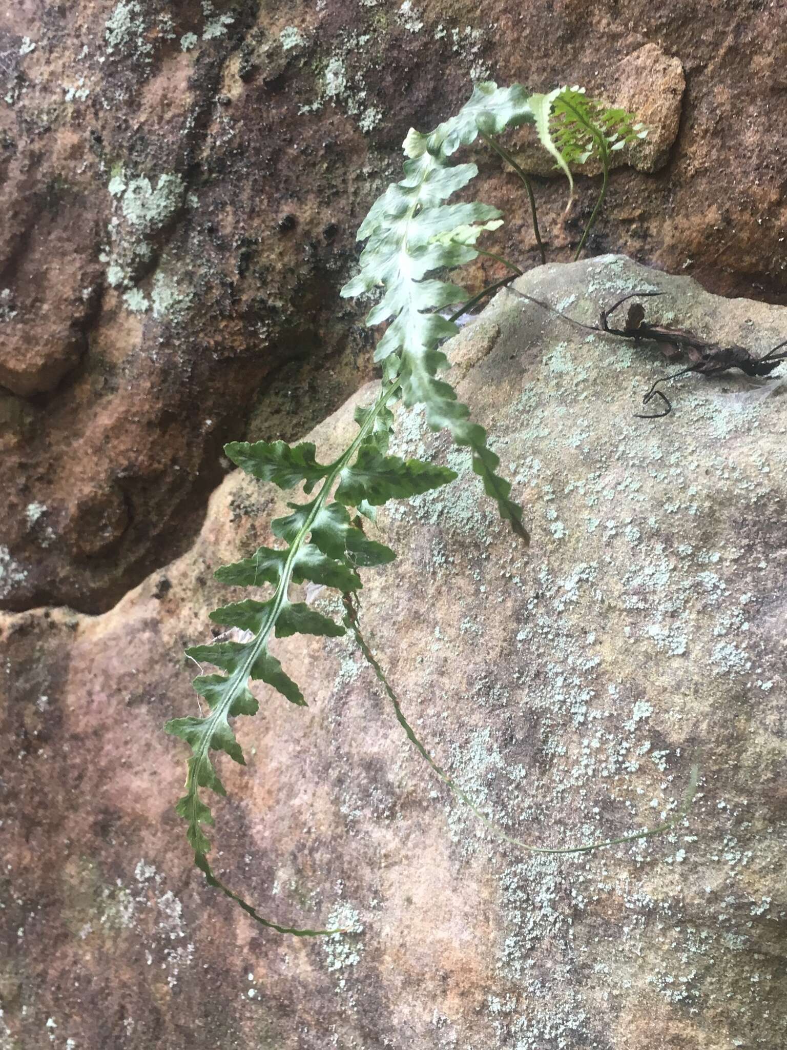 Image of spleenwort