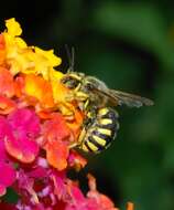 Image of Florentine Wool-carder Bee