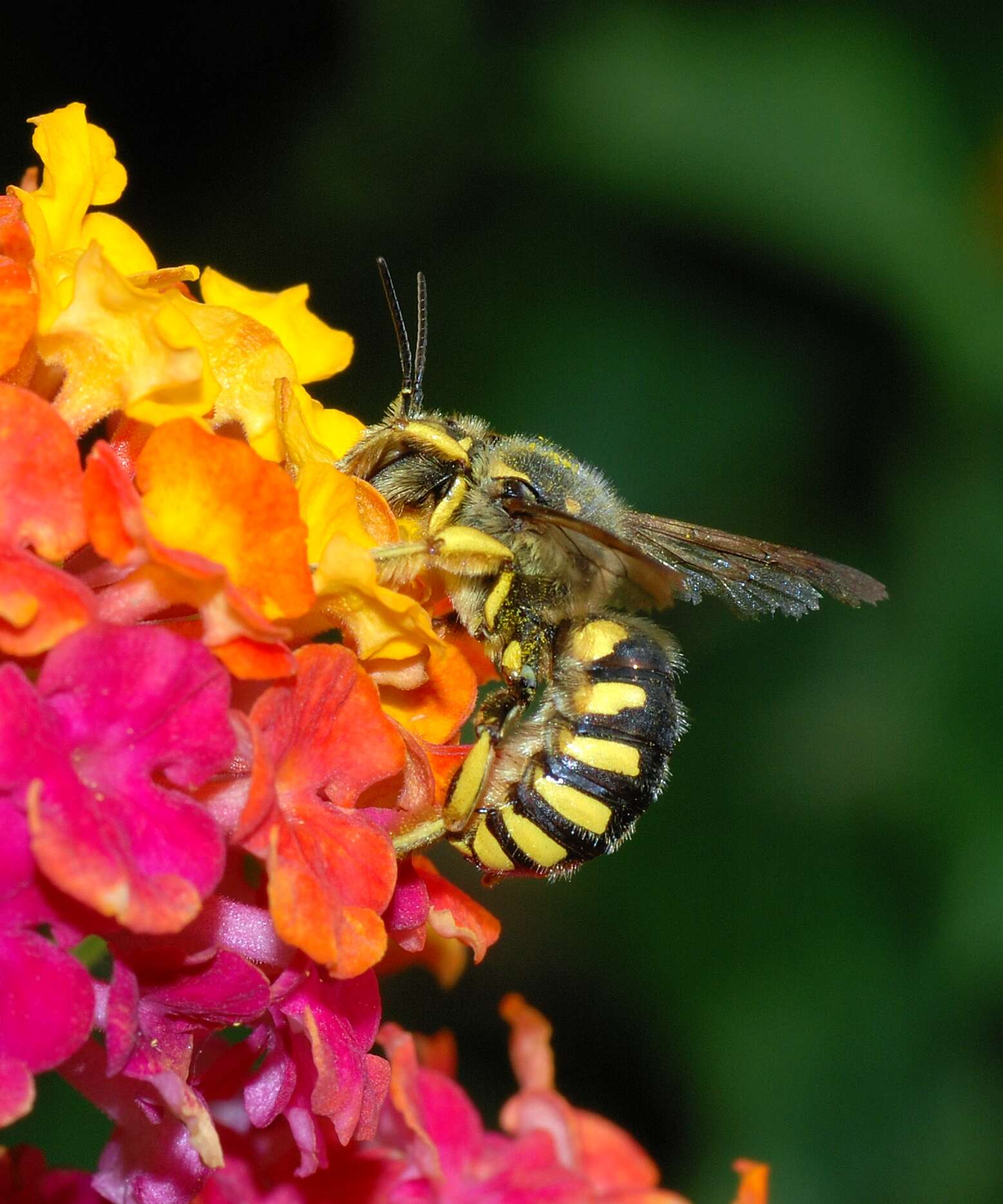 Image of Florentine Wool-carder Bee
