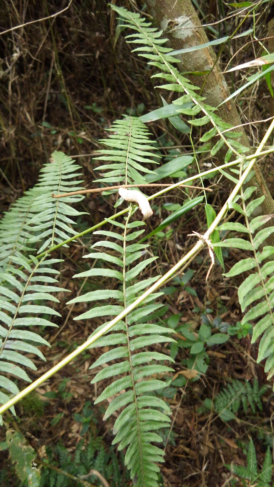 Image de Amauropelta pteroidea (Klotzsch) A. R. Sm.