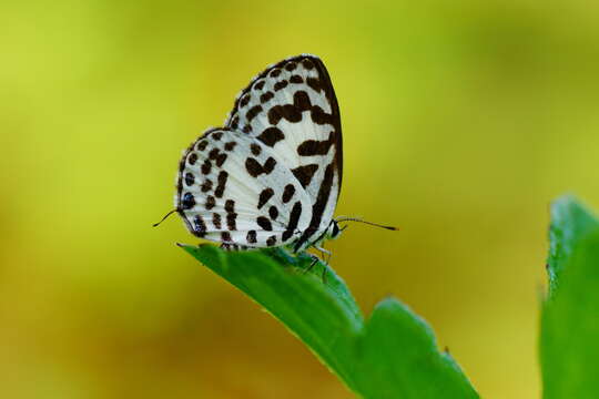 Image of Common Pierrot