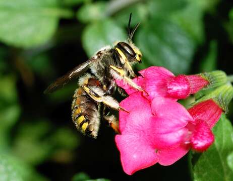 Image of Florentine Wool-carder Bee