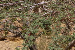 Image of Vachellia gerrardii (Benth.) P. J. H. Hurter