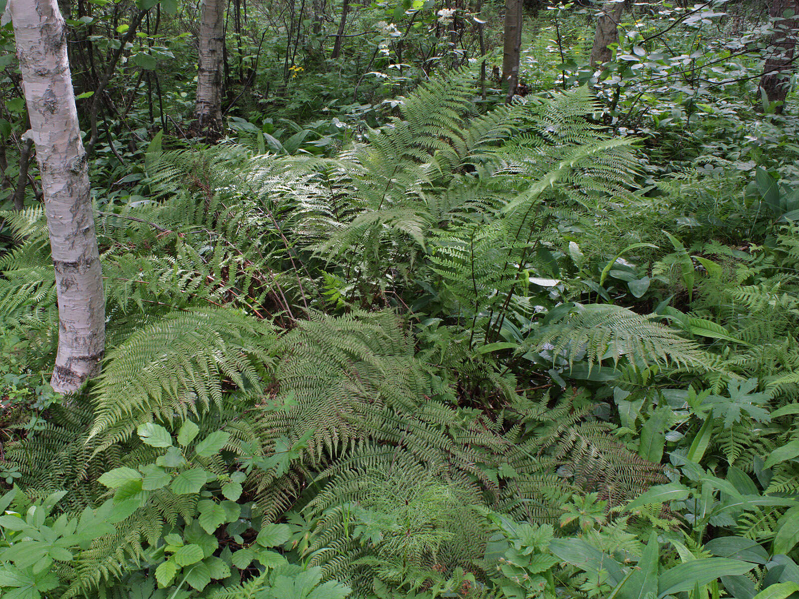 Image of Lady-fern