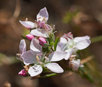 Image of Marin dwarf-flax