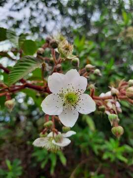 Image of Rubus adenotrichos Schltdl.