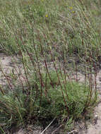 Image of field sagewort