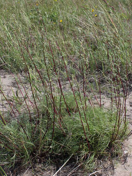 Image of field sagewort