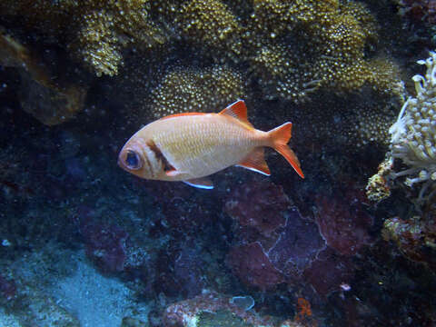 Image of Epaulette soldierfish