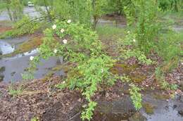 Image of dog rose